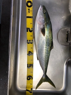 ワラサの釣果