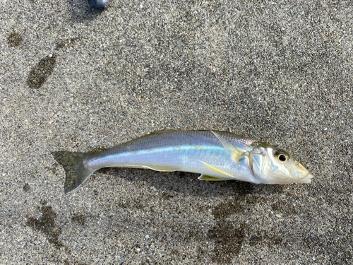 キスの釣果