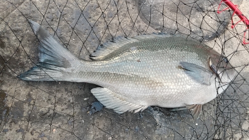 メジナの釣果