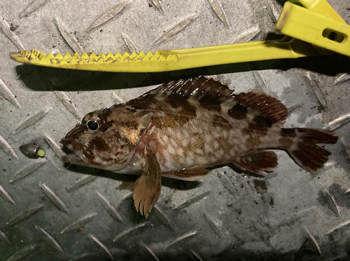 ガシラの釣果