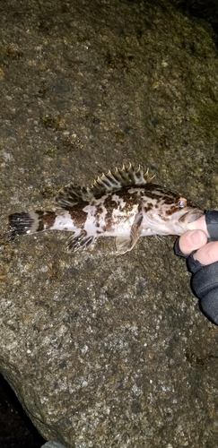 タケノコメバルの釣果