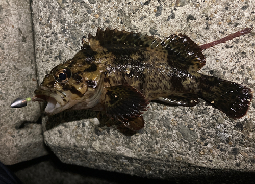 タケノコメバルの釣果