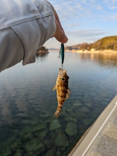 メバルの釣果