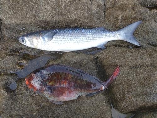 ブダイの釣果