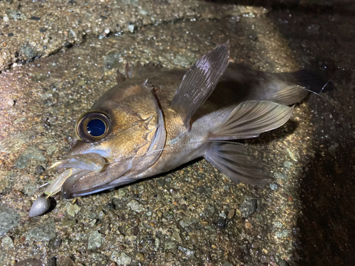 シロメバルの釣果