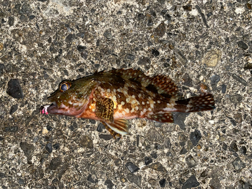 カサゴの釣果