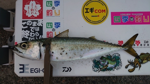 サバの釣果