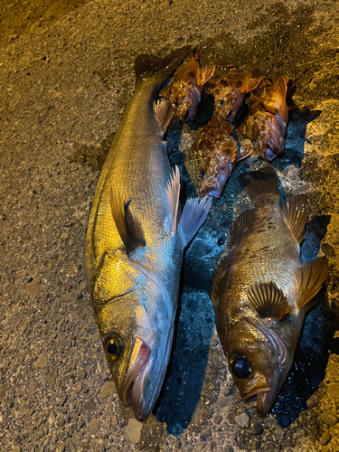 メバルの釣果