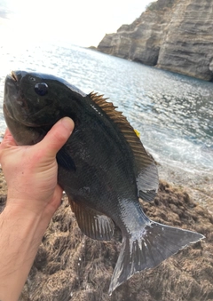 メジナの釣果