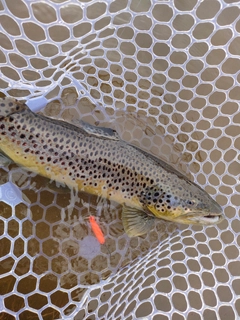 ブラウントラウトの釣果