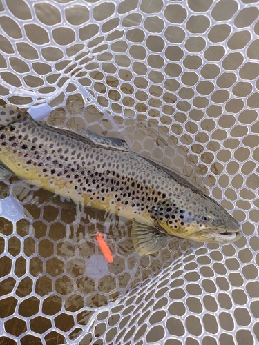 ブラウントラウトの釣果