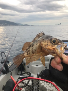 メバルの釣果