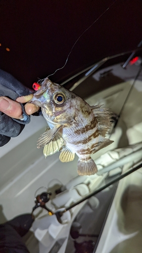 メバルの釣果