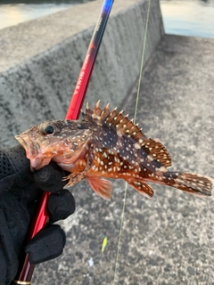 カサゴの釣果