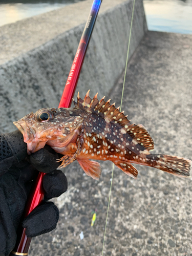 カサゴの釣果