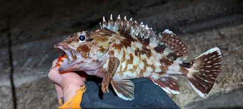 カサゴの釣果