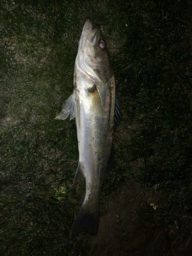 セイゴ（マルスズキ）の釣果