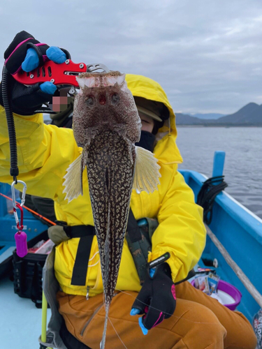 ミシマオコゼの釣果