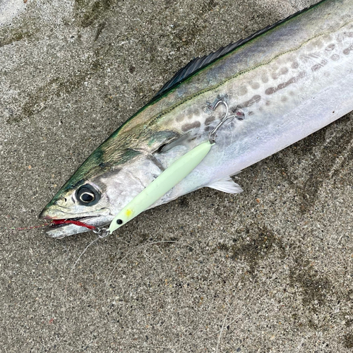 サゴシの釣果