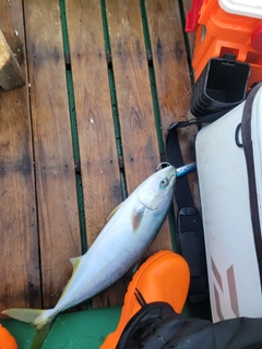 ワカシの釣果