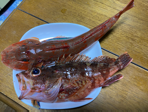 ホウボウの釣果