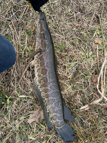 ライギョの釣果