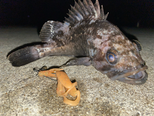 クロソイの釣果