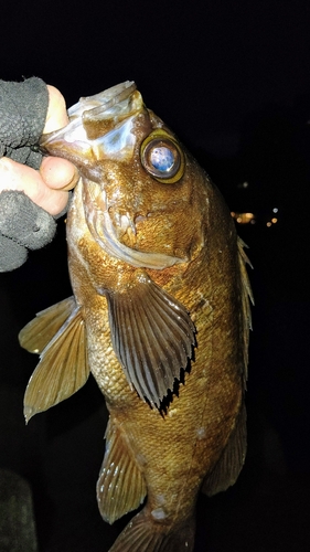 クロメバルの釣果