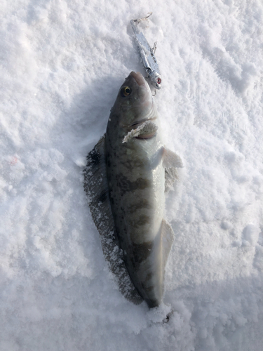 ホッケの釣果