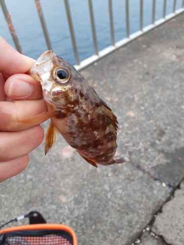 アカメバルの釣果