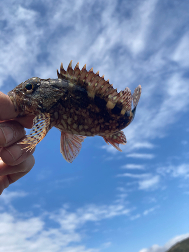 アラカブの釣果