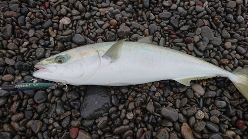 ハマチの釣果