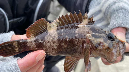 ドンコの釣果