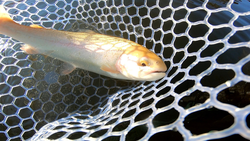 アルビノニジマスの釣果