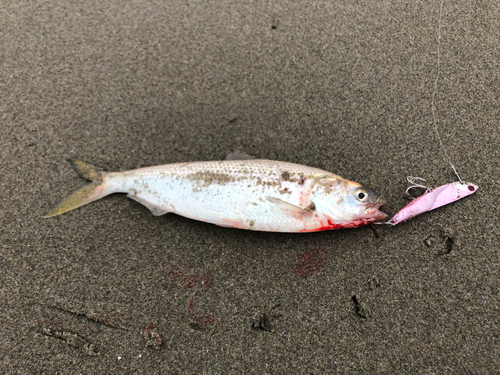 コノシロの釣果