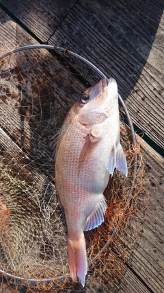 マダイの釣果