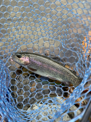 ニジマスの釣果