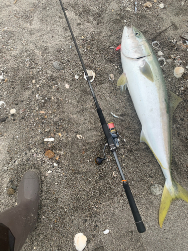 ブリの釣果