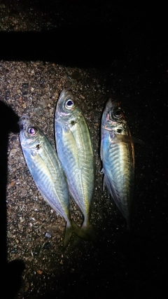 アジの釣果