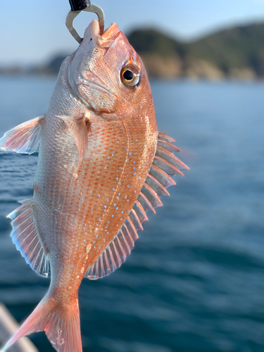 マダイの釣果