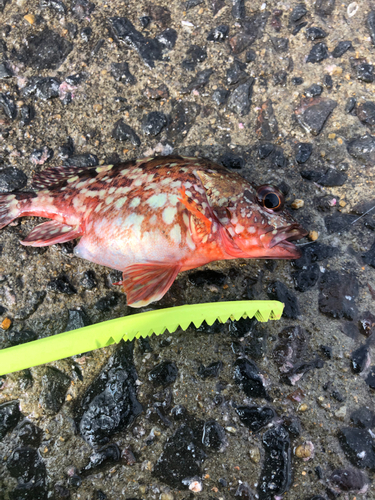 アラカブの釣果