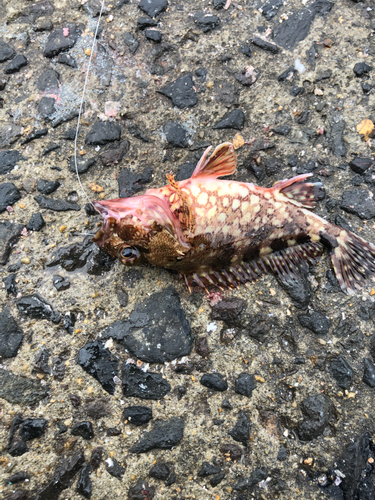 アラカブの釣果