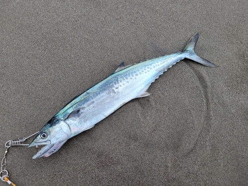 サゴシの釣果