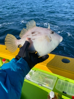 カワハギの釣果