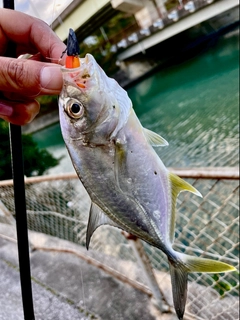 ロウニンアジの釣果