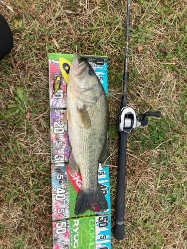 ブラックバスの釣果