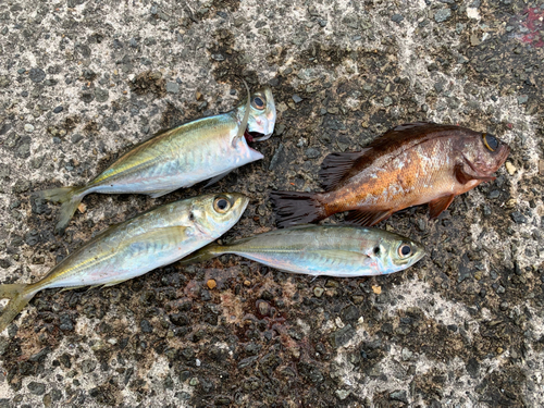 アジの釣果