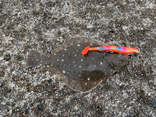 カレイの釣果