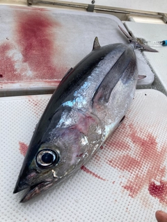 ビンチョウマグロの釣果