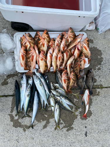 ウスメバルの釣果